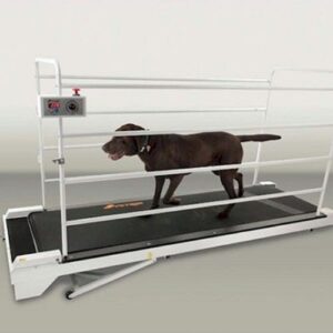 Large brown dog walking on pet treadmill