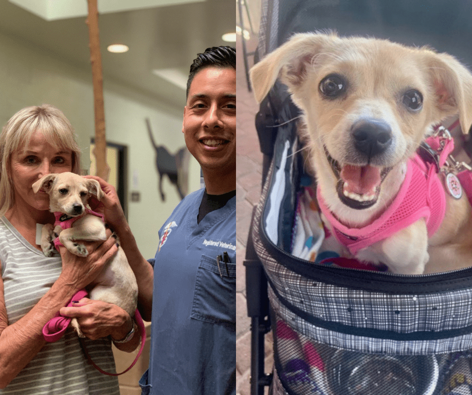 Reward offered as Arrow Puppy Starts New Life in Coachella Valley