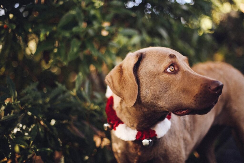 5 Reasons Why You Shouldn't Give Someone a Puppy for Christmas