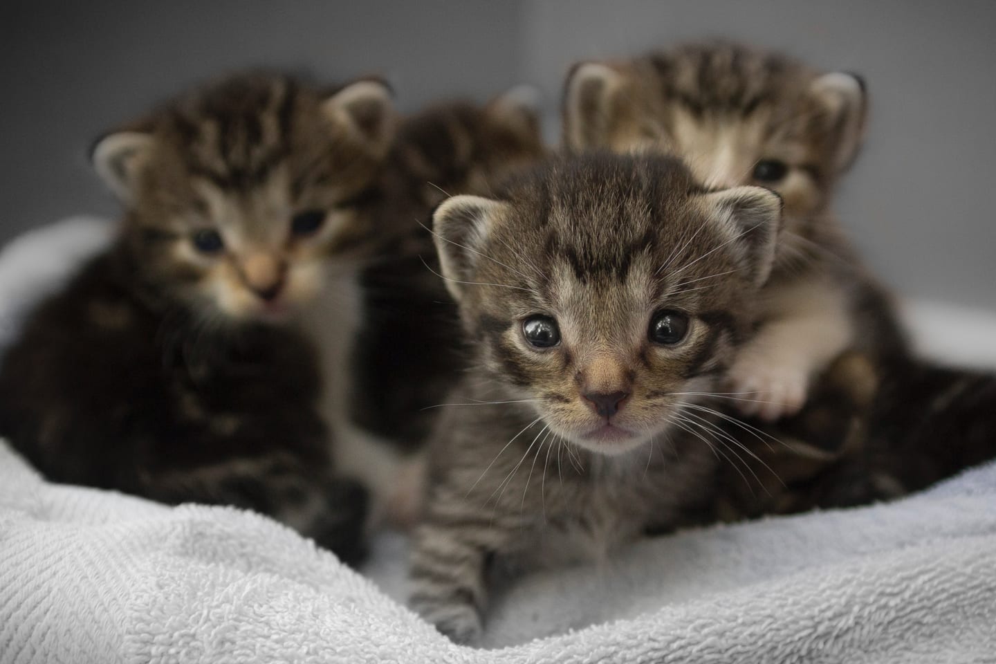 puppy and kitten season is here – but what does that have to do