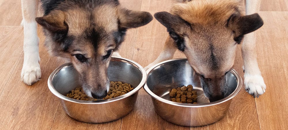 Feeding Dogs like they're Human: Raw, Grain-Free, and Vegan