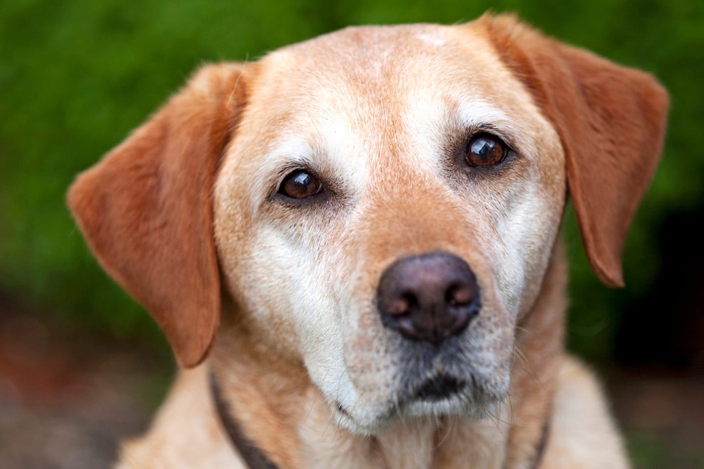 Seeing Eye Dogs 101 Michelson Found Animals Foundation