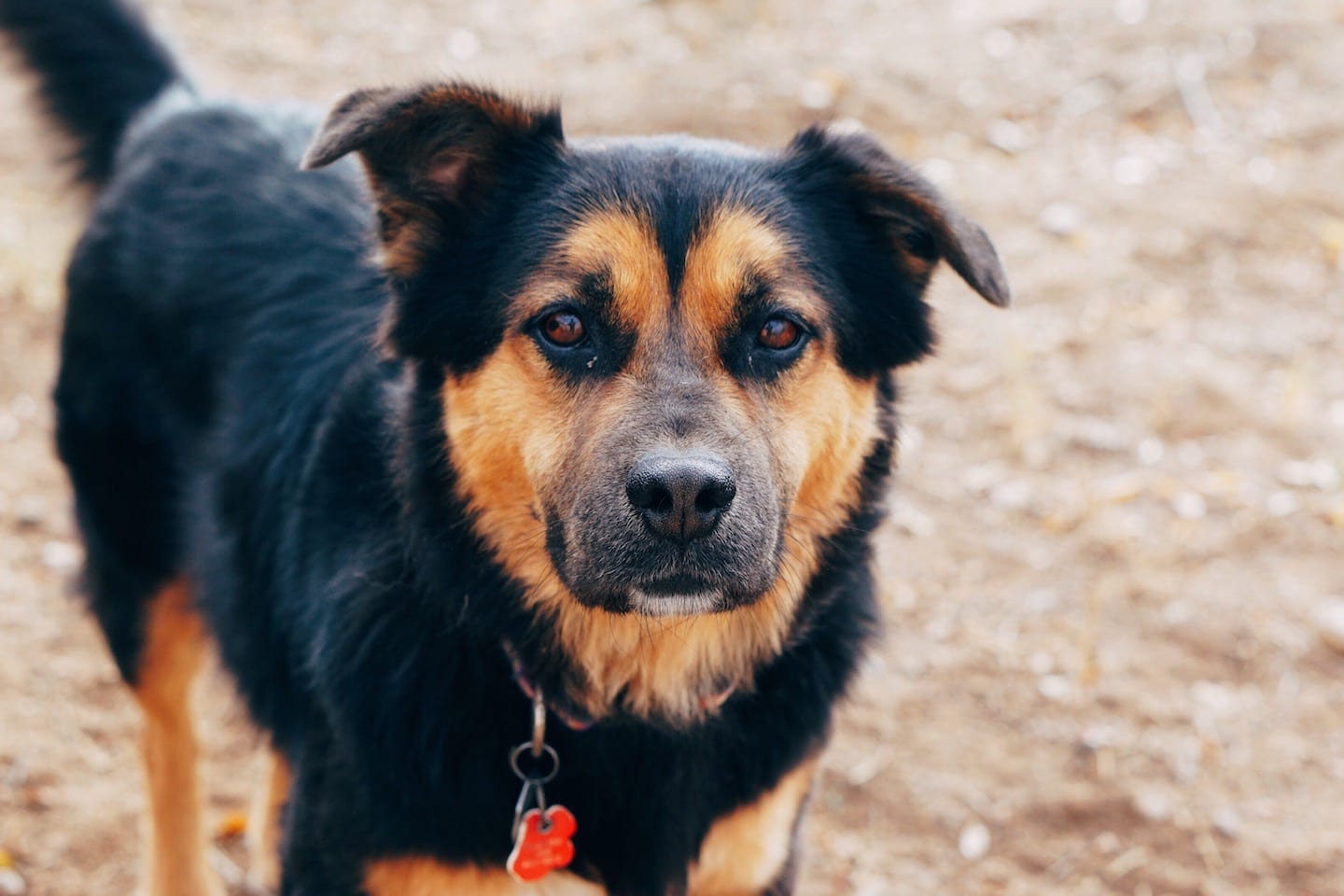 How to Select a Shelter Pet: Choose Personality Over Breed - Michelson ...