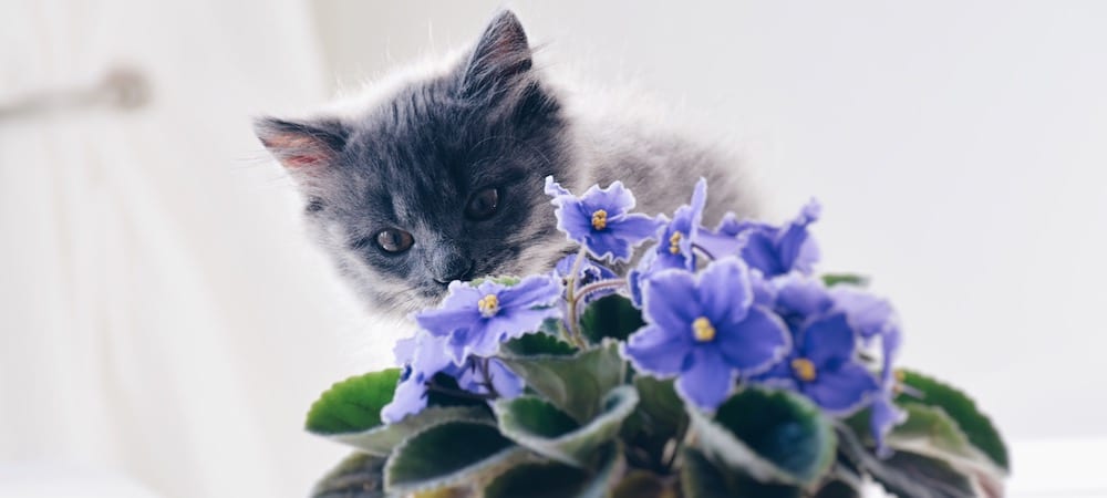 Plants Poisonous To Cats And Dogs Found Locally