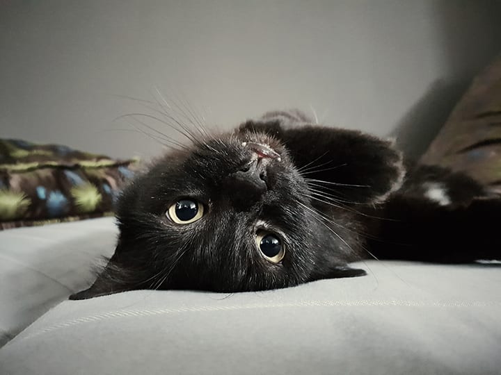 Why Black Cats Make Exceptional Pets