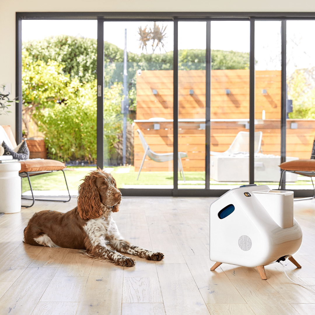 Meet Companion Your Dog's Always-Available Playmate for a Happier, Healthier Home-Life